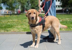 What Happens if I’m Bitten by a Service Dog? 